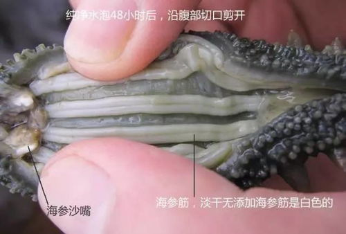 海參 自然饋贈的養生瑰寶，男女皆宜的滋補佳品