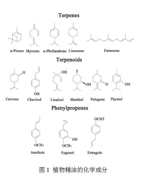 植物精油研究新突破 北方民族大學魏兆軍教授團隊國際頂刊綜述引領前沿